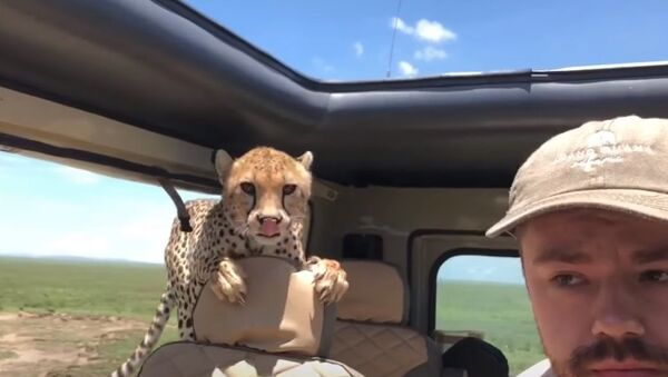 Cheetah hop in car during Safari in Tanzania - Sputnik International