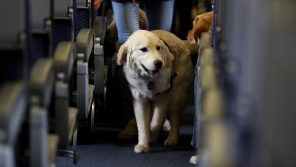 In this April 1, 2017 file photo, a service dog strolls through the isle inside a United Airlines plane at Newark Liberty International Airport while taking part in a training exercise, in Newark, N.J - Sputnik International