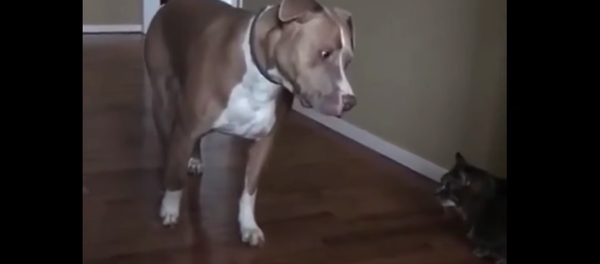 Scary Cat: Pit Bull Treads Lightly Around New Kitten Scary Cat: Pit Bull Treads Lightly Around New Kitten - Sputnik International
