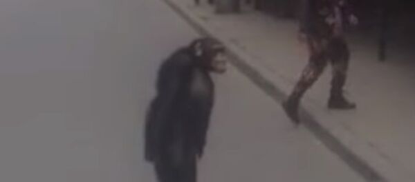 Richard The Chimpanzee Attempts Prison Break Richard The Chimpanzee Attempts Prison Break - Sputnik International