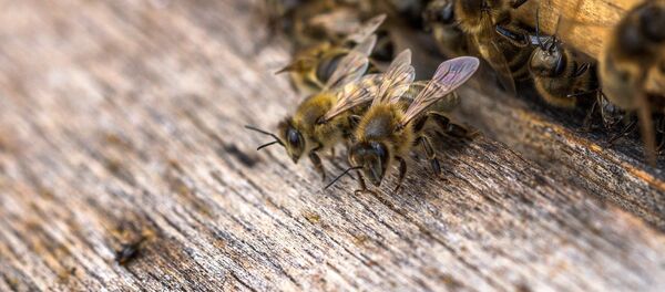 Bees Bees - Sputnik International