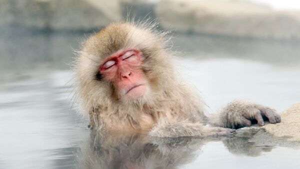 A Japanese snow monkey relaxes in a hot spring in the Jigokudani valley in northern Nagano Prefecture in Japan Friday, Feb 10, 2012 - Sputnik International