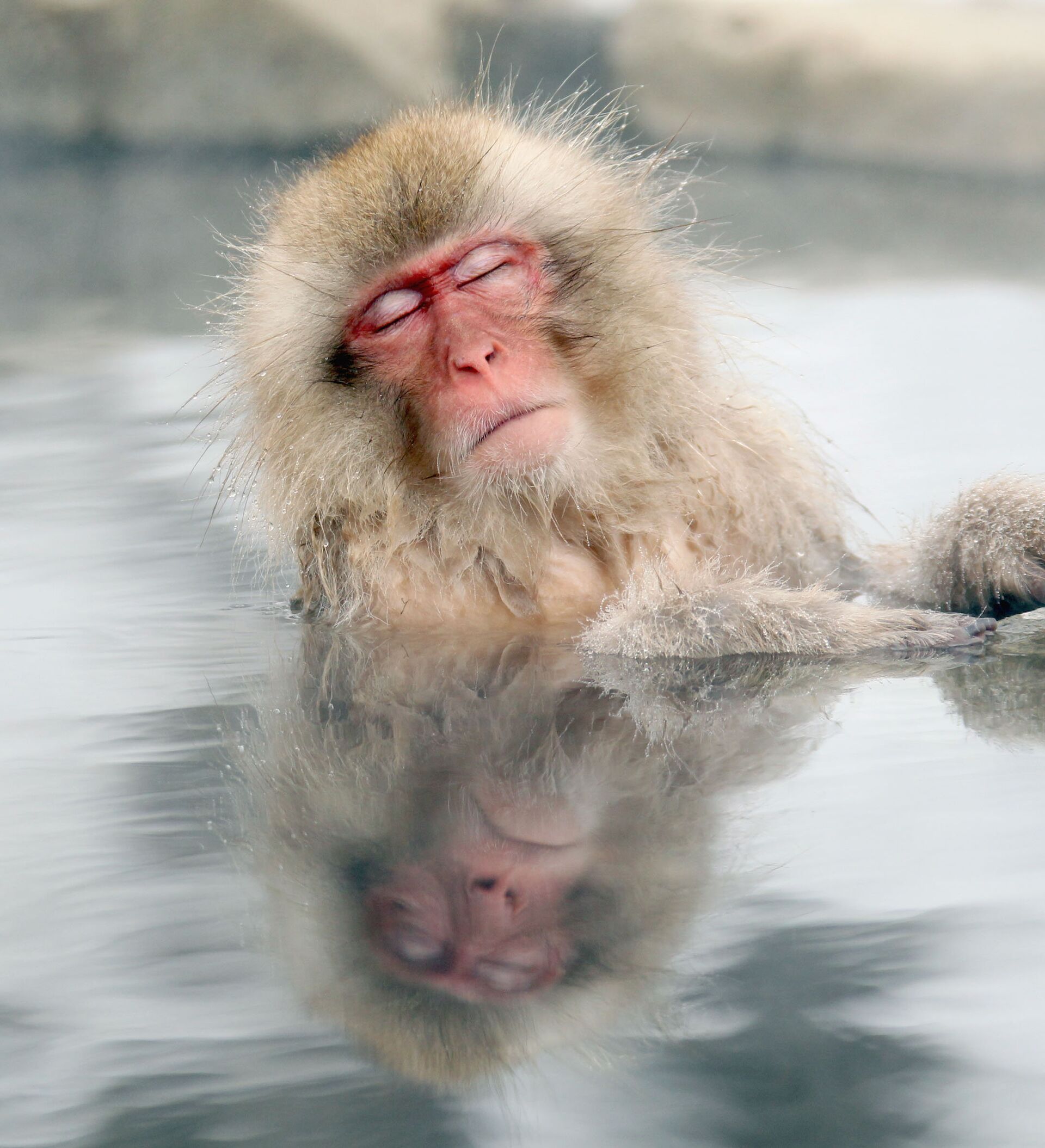 Японские макаки в горячих источниках. Японские обезьяны. Обезьяны в термальных источниках. Обезьянки в горячем источнике. Обезьяна в теплой воде хоккей