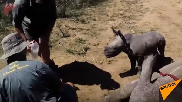 South Africa: Baby Rhino Attacks Vets as They Treat Mother's Toe - Sputnik International