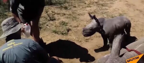 South Africa: Baby Rhino Attacks Vets as They Treat Mother's Toe - Sputnik International