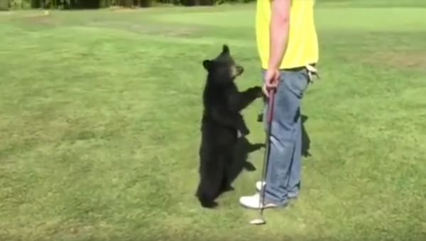 Papa?: Curious Cub Gets Up Close and Personal With Golfer - Sputnik International