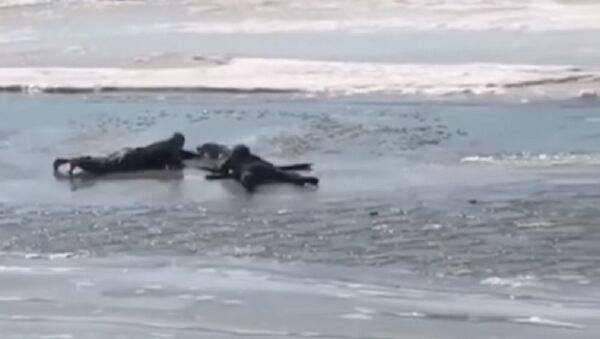 Rescuing a dog from ice in Khabarovsk - Sputnik International
