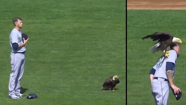 Free Bird: Bald Eagle Perches on Pitcher’s Shoulder During US National Anthem - Sputnik International