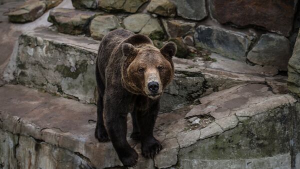A brown bear (File) - Sputnik International