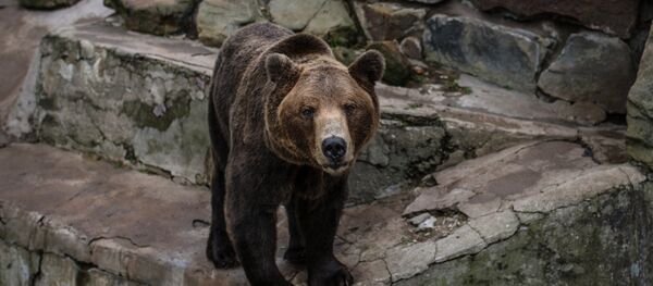 A brown bear (File) - Sputnik International