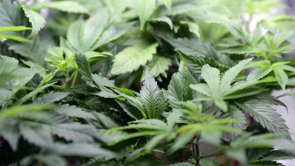 Marijuana plants on display - Sputnik International