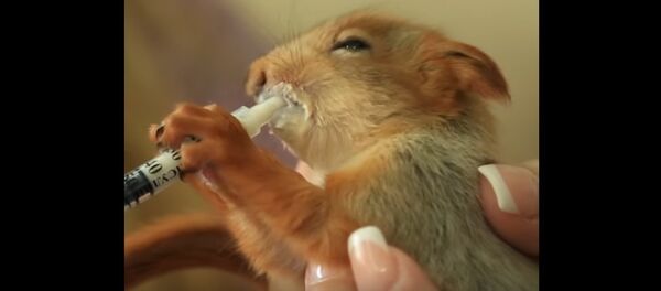 Russia: Rescued Squirrel Adopted By Cat - Sputnik International