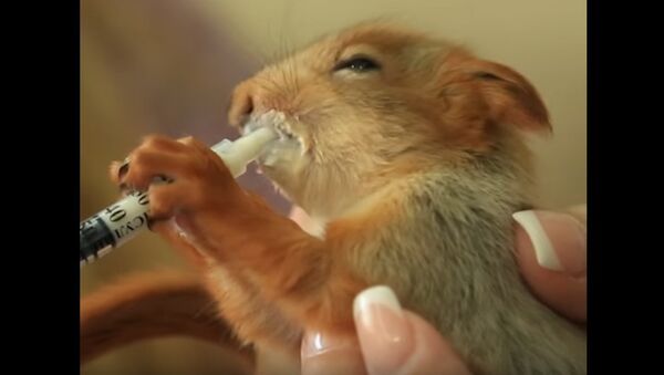 Russia: Rescued Squirrel Adopted By Cat - Sputnik International