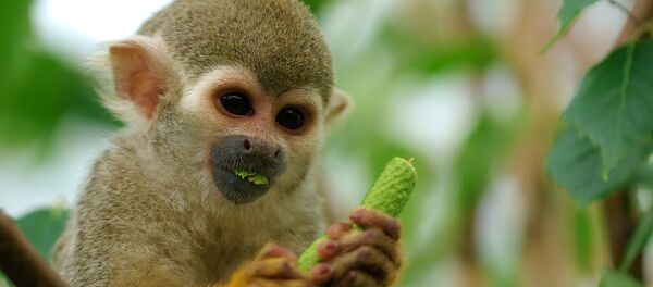 Saimiri sciureus - Sputnik International