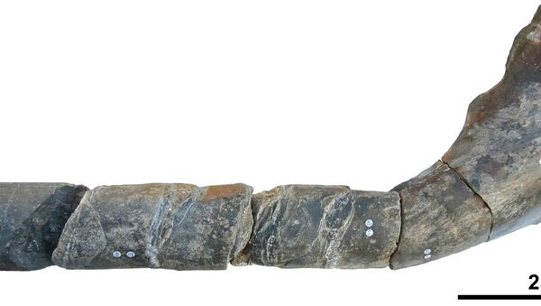 The jaw bone of a giant ichthyosaur - Sputnik International