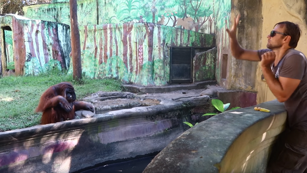 Peel ‘n Toss: Orangutan Throws Back Peel After Snacking - Sputnik International