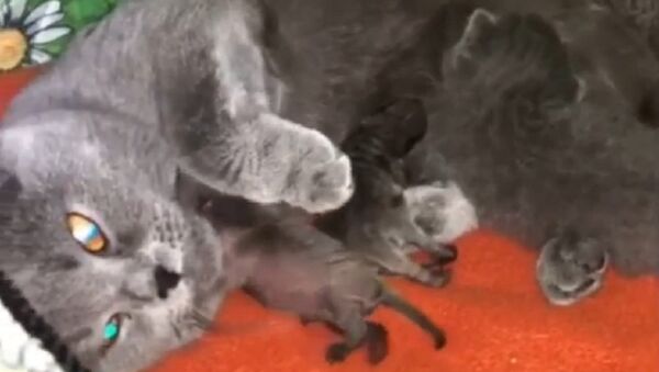 В Приморье кошка позаботилась о новорожденных енотах - Sputnik International