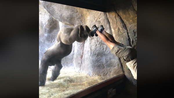 Gorilla See, Gorilla Do: Primate Shows Off Mimic Moves - Sputnik International