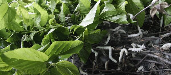 silkworms crawl on a pile of mulberry twigs - Sputnik International