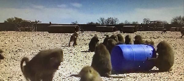 baboons - Sputnik International