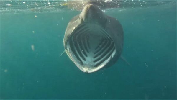 A diver's view of an open-mouthed basking shark - Sputnik International