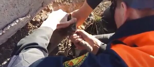 Kazakhstan: Emergency Services Rescue Cat Stuck in Concrete Slab - Sputnik International