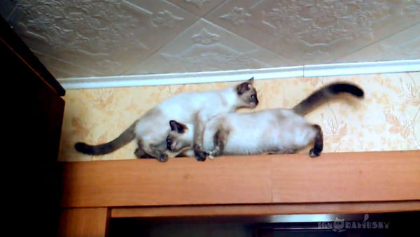 Kitty Collusion?! Russian Cats Work Together in Ledge Scaling - Sputnik International