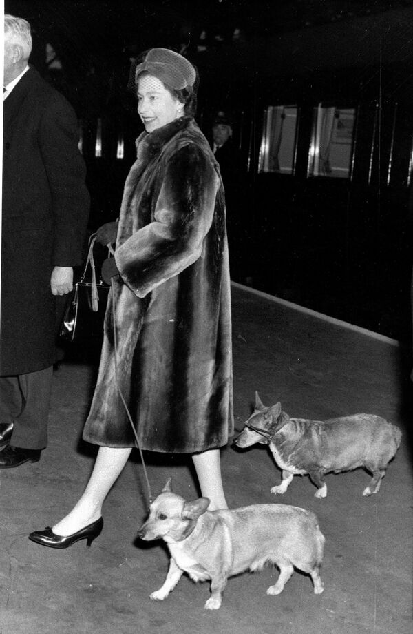 Queen Elizabeth II returns to London from a weekend in the country with her two pet Corgi dogs on Jan. 18, 1965 Queen Elizabeth II returns to London from a weekend in the country with her two pet Corgi dogs on Jan. 18, 1965 - Sputnik International