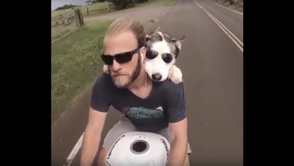 Dog Rides Behind Owner on Motorcycle - Sputnik International