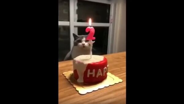 The birthday of a cat - Sputnik International