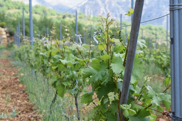 Grapevine - Sputnik International