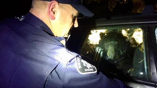 A bear broke into a car and locked himself in - Sputnik International