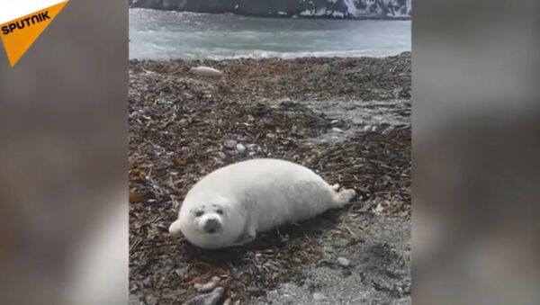 Seal calf - Sputnik International