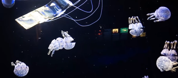 Researchers create eel-like robot to better study marine life Researchers create eel-like robot to better study marine life - Sputnik International