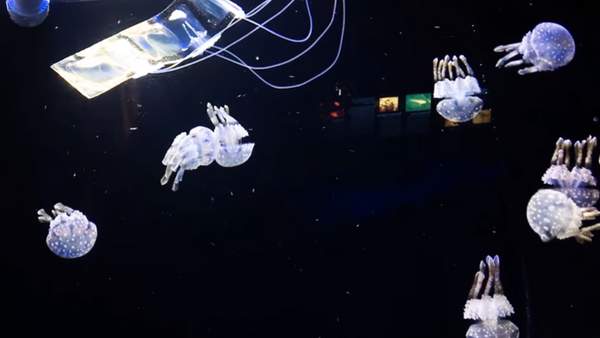 Researchers create eel-like robot to better study marine life - Sputnik International
