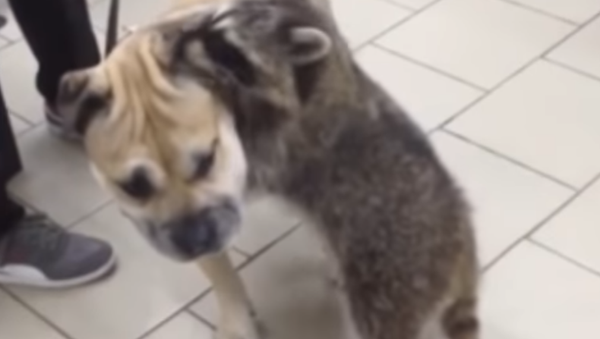 Racoon helps dogs to visit a veterinarian - Sputnik International