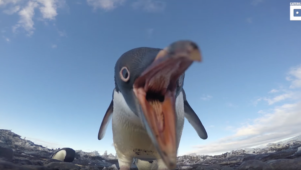 ‘Ready for my Close-up’: Penguins Mistake Camera for Pebble - Sputnik International
