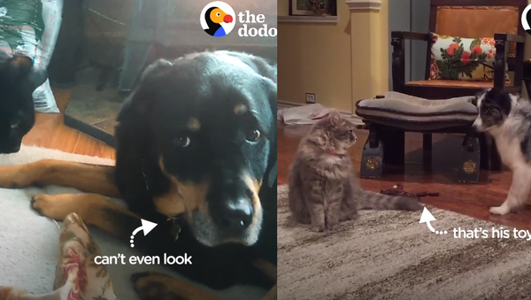Scary Cats?: Four Dogs Frightened of Felines - Sputnik International