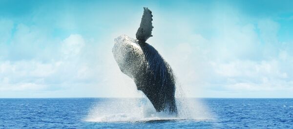 Whale Whale - Sputnik International