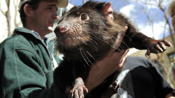 A Tasmanian Devil, a heavily built marsupial with a large head, powerful jaws, and mainly black fur, found only in Tasmania, is held by a wildlife officer on the grounds of Parliament House on Sept. 7, 2010 - Sputnik International