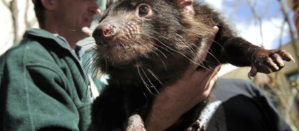 A Tasmanian Devil, a heavily built marsupial with a large head, powerful jaws, and mainly black fur, found only in Tasmania, is held by a wildlife officer on the grounds of Parliament House on Sept. 7, 2010 A Tasmanian Devil, a heavily built marsupial with a large head, powerful jaws, and mainly black fur, found only in Tasmania, is held by a wildlife officer on the grounds of Parliament House on Sept. 7, 2010 - Sputnik International