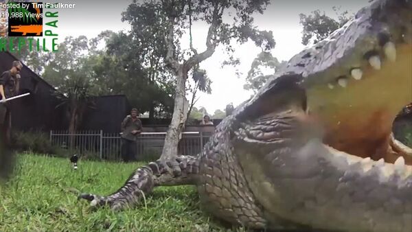 Croc steals GoPro! - Sputnik International