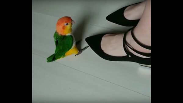 Bird Taps Foot Along With Owner - Sputnik International