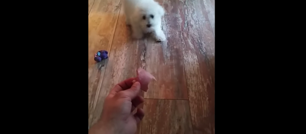 Return to Sender: Puppy Refuses to Eat Meat Return to Sender: Puppy Refuses to Eat Meat - Sputnik International
