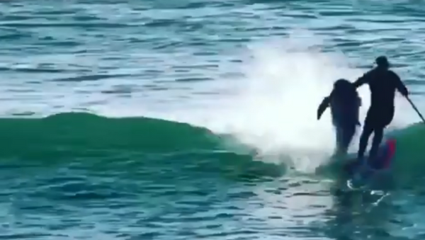 Dolphin knocks off surfer - Sputnik International