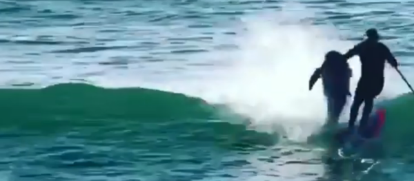 Dolphin knocks off surfer - Sputnik International