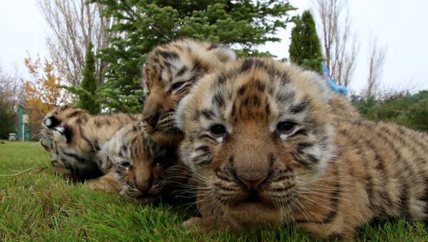 Newborn Siberian tiger cubs  (File) - Sputnik International