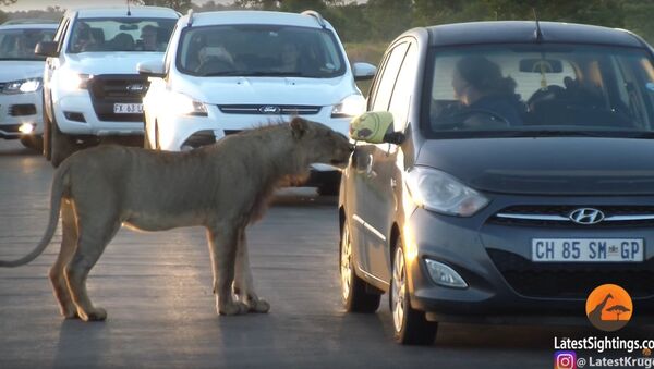 Lion Versus Car's Door! - Sputnik International