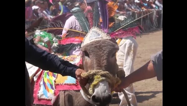 Day of The Donkey in Mexico's Otumba - Sputnik International