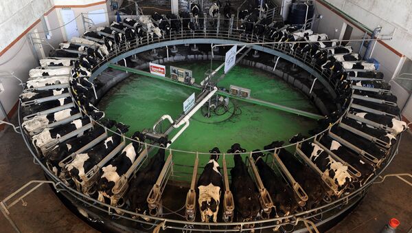 Holstein-Friesian breed cows are seen inside the rotary at the Bhagyalaxmi Dairy Farm located northeast of the Indian city of Pune (File) - Sputnik International